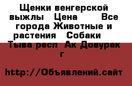 Щенки венгерской выжлы › Цена ­ 1 - Все города Животные и растения » Собаки   . Тыва респ.,Ак-Довурак г.